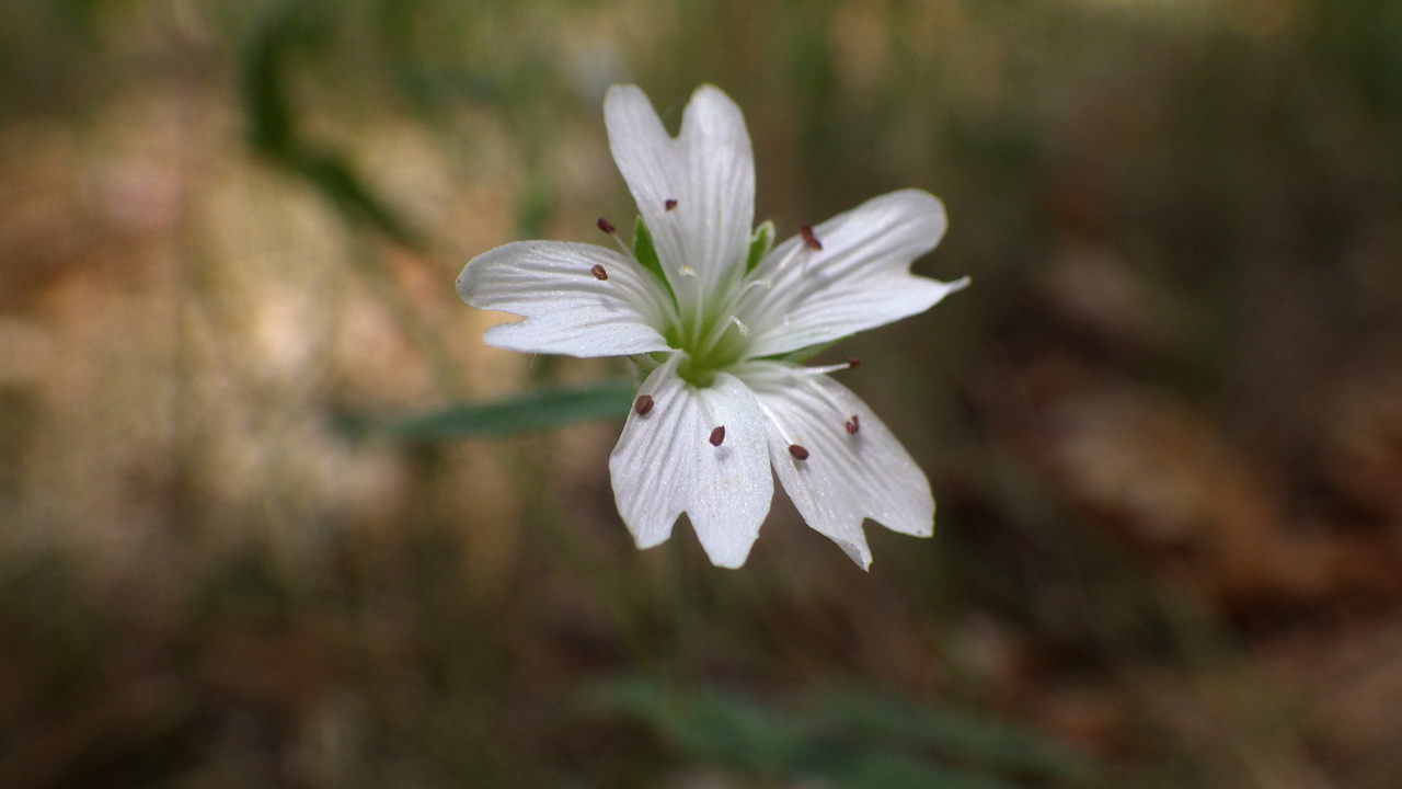 tuber starwort