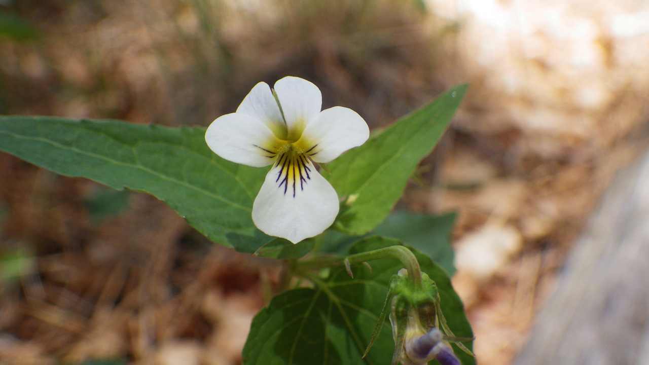 white violets