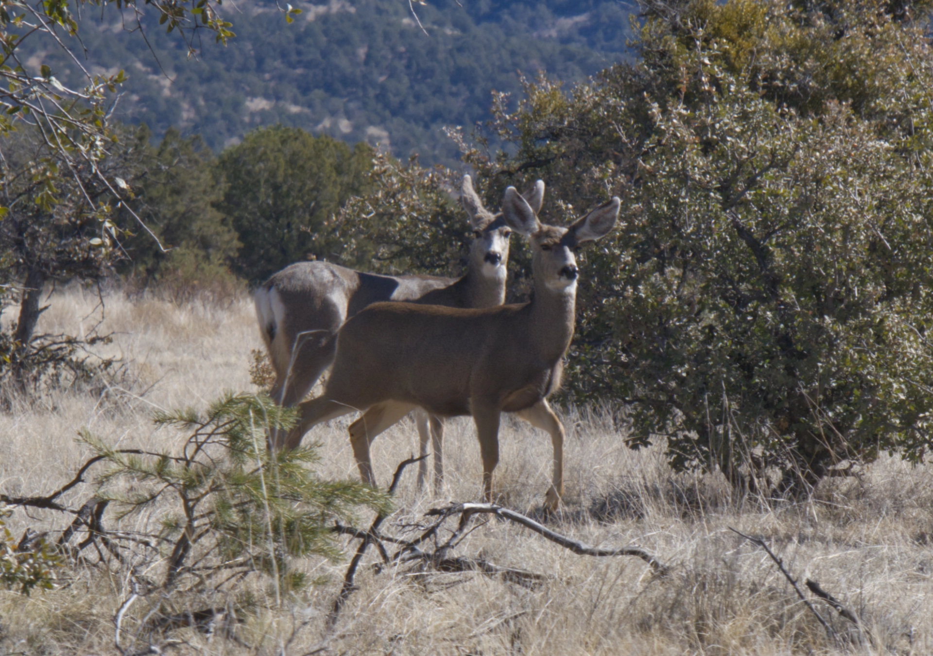 mule deer