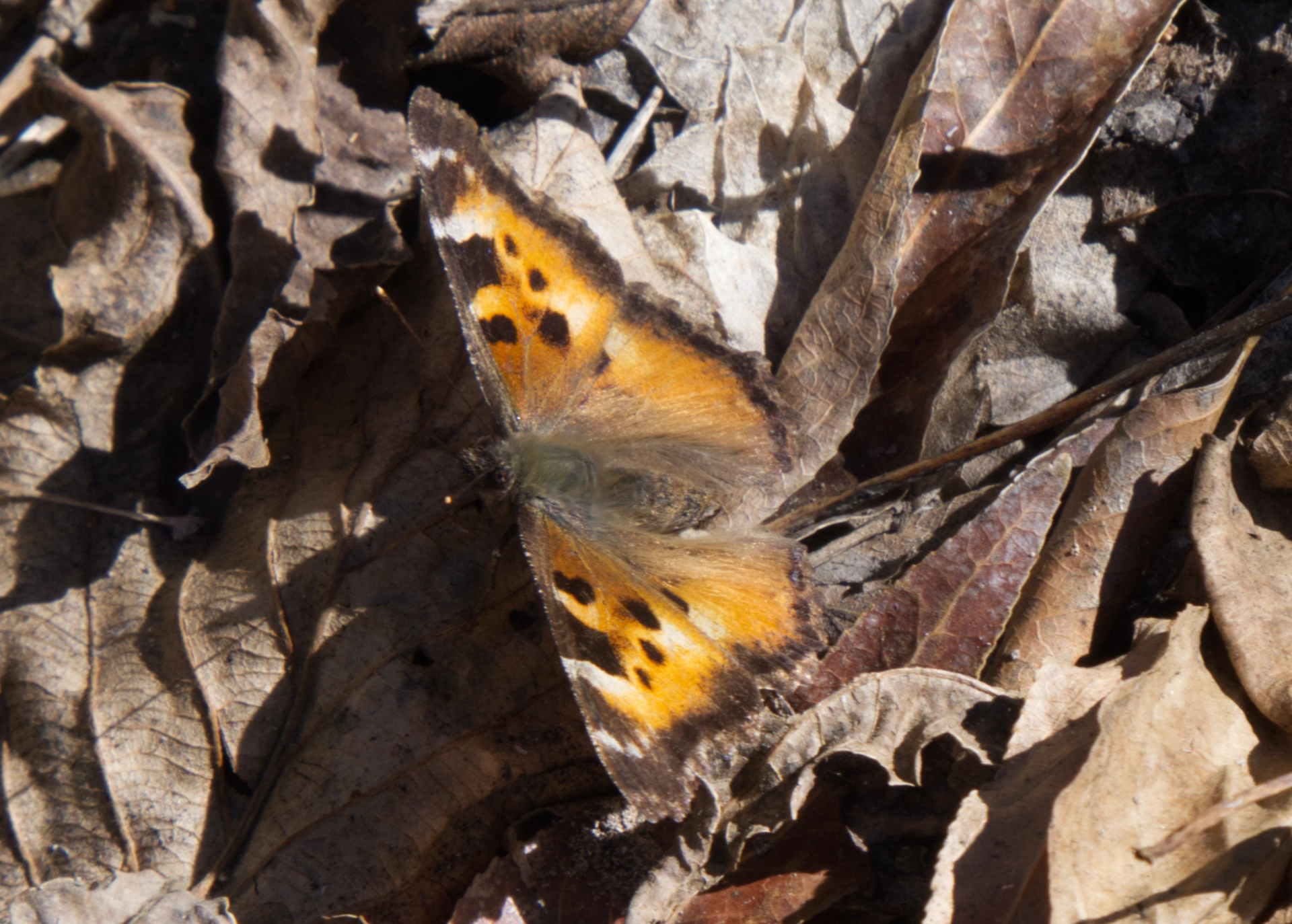 California Tortoiseshell.