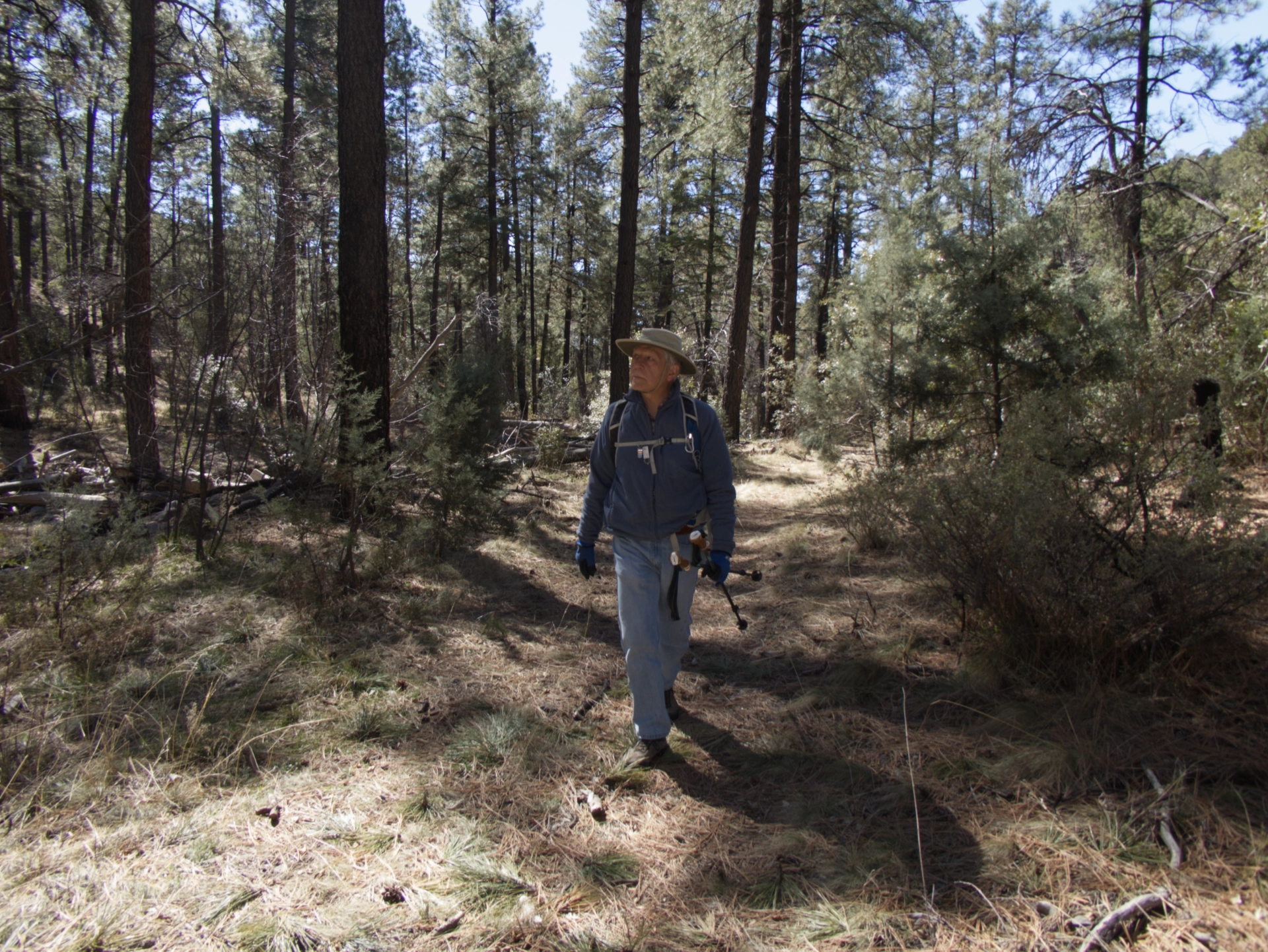 old forest road