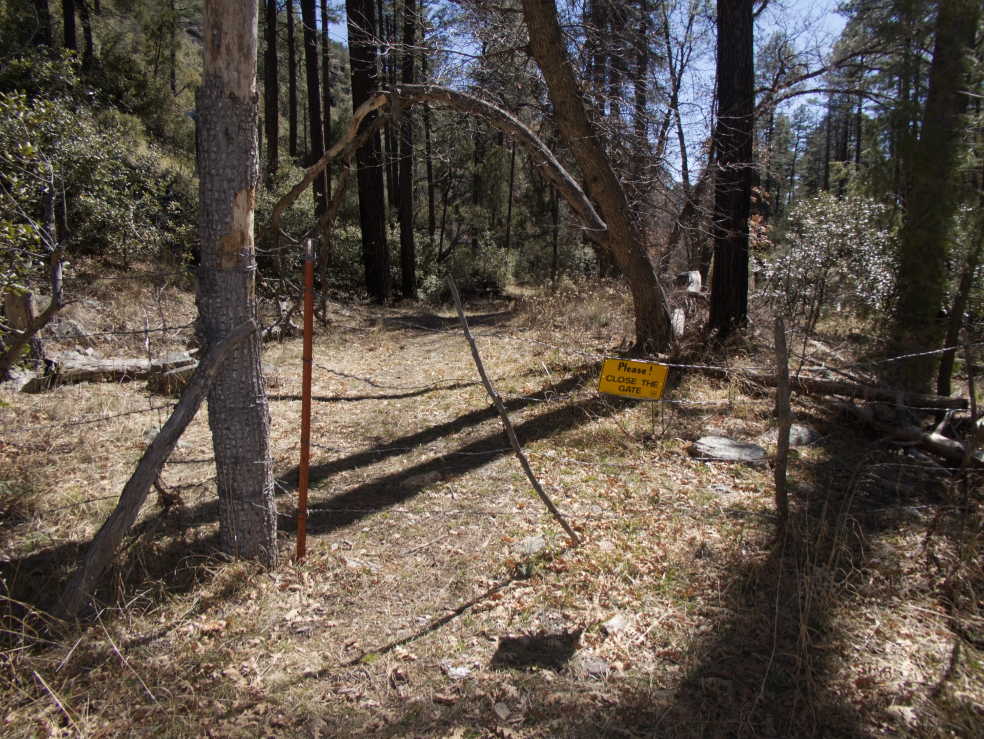 old gate in the forest