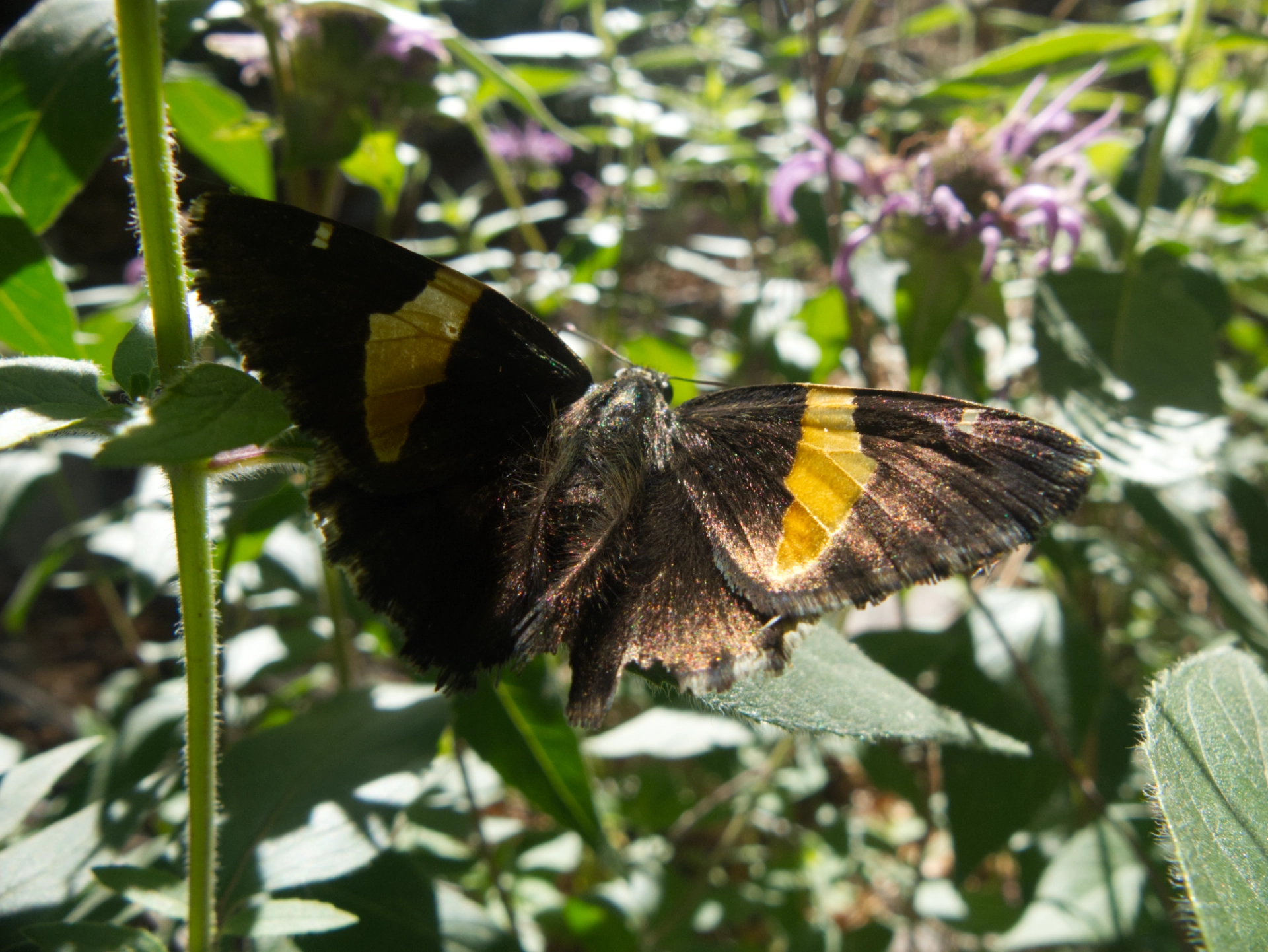 golden banded skipper