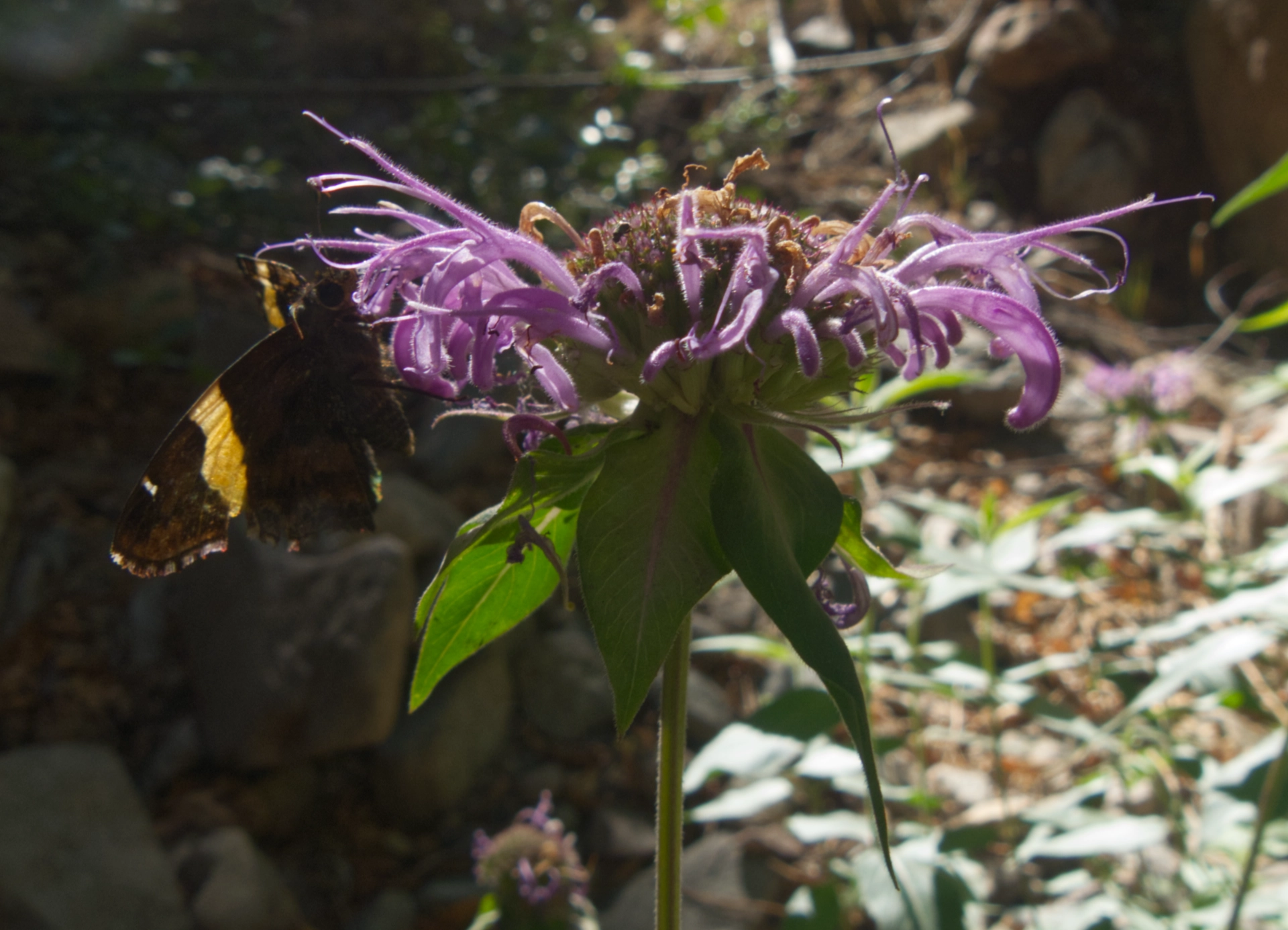 bergamot and golden-banded skipper