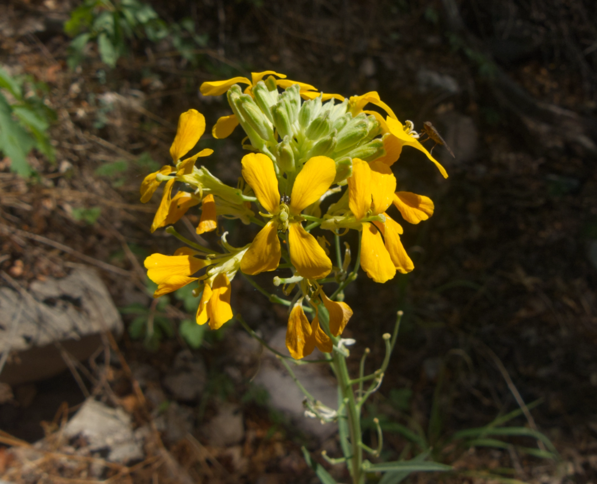 western wallflower