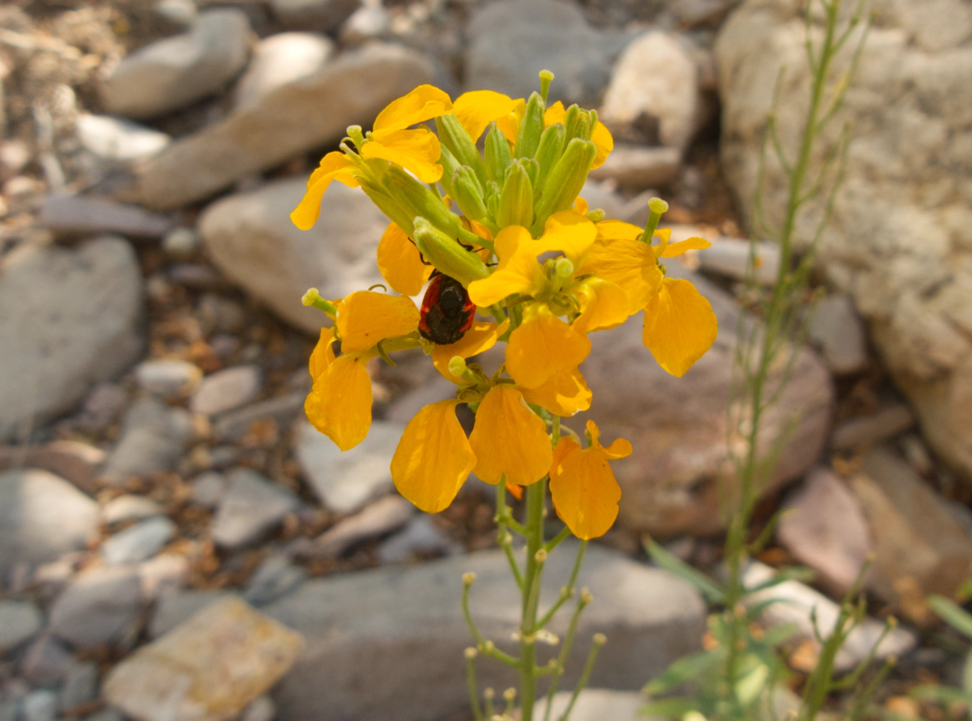 western wallflower with red beetle