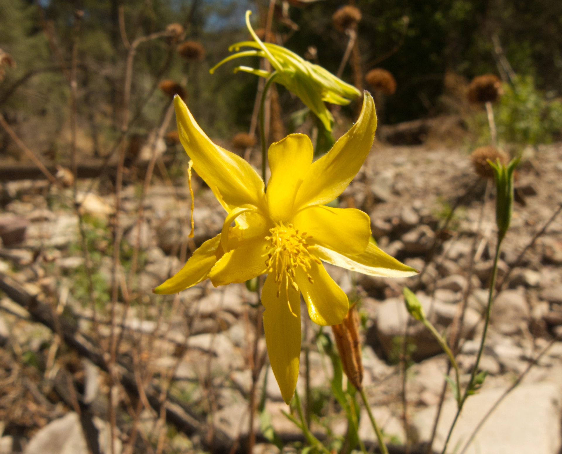 columbine