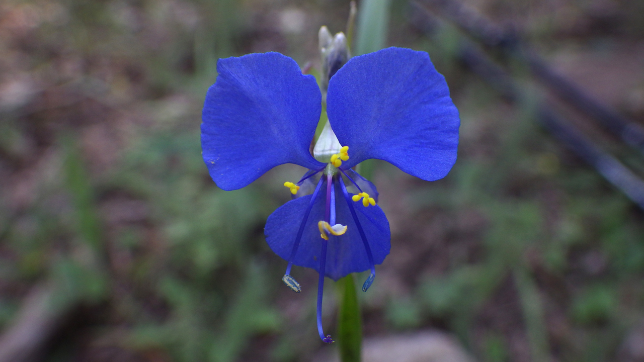 Birdbill Dayflower