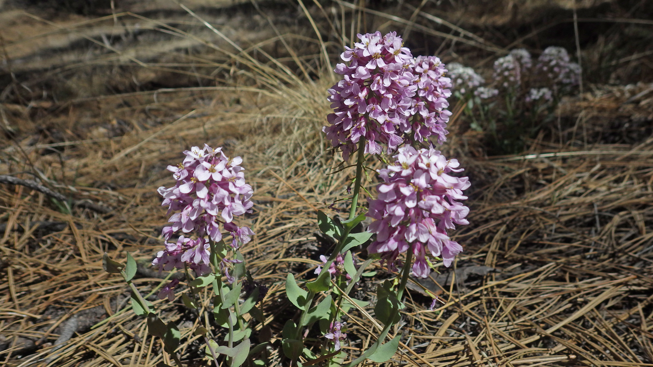 Fendler's Pennycress