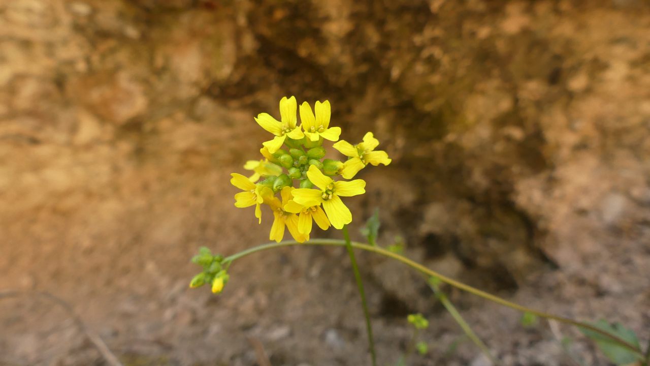 yellow wildflower