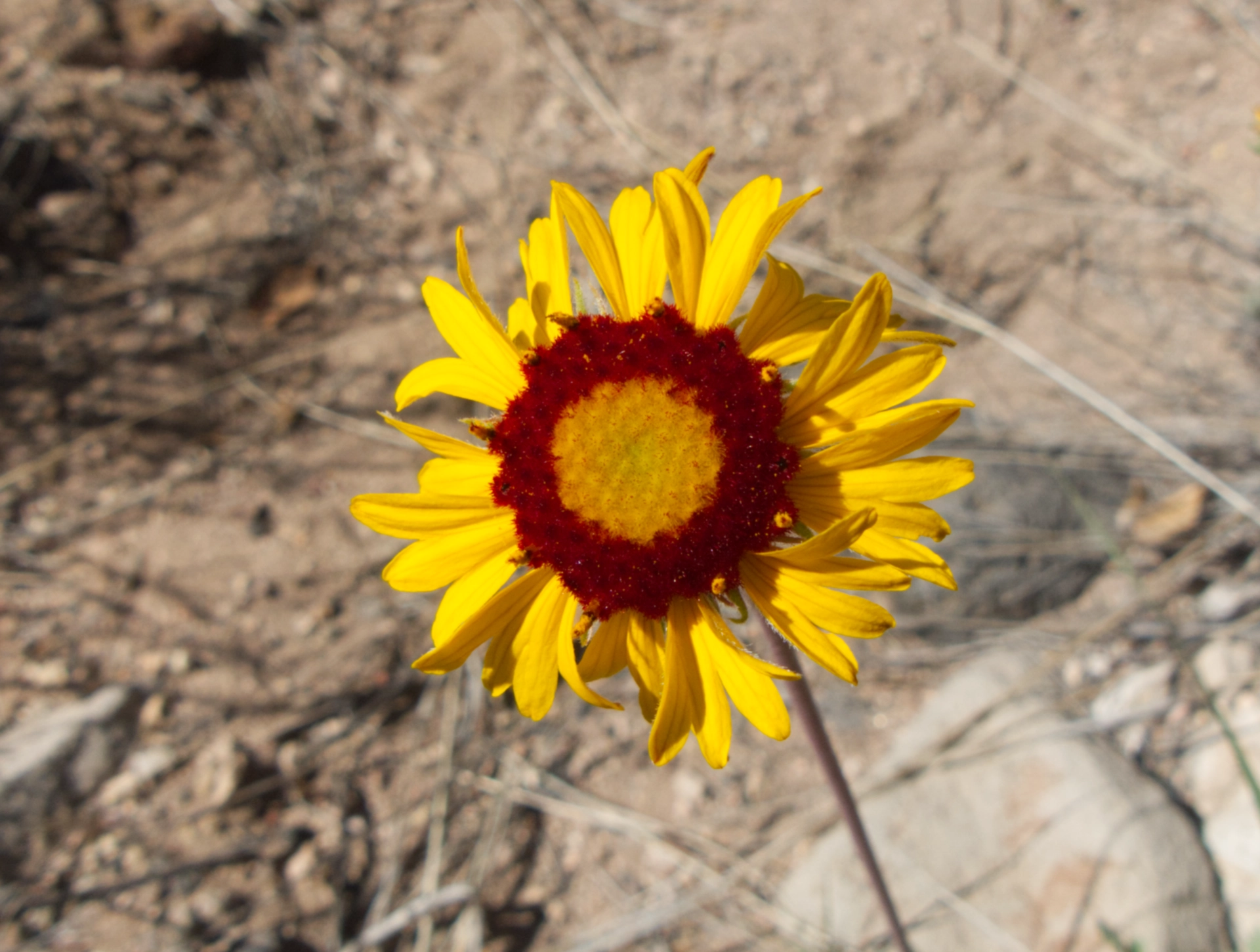 blanket flower