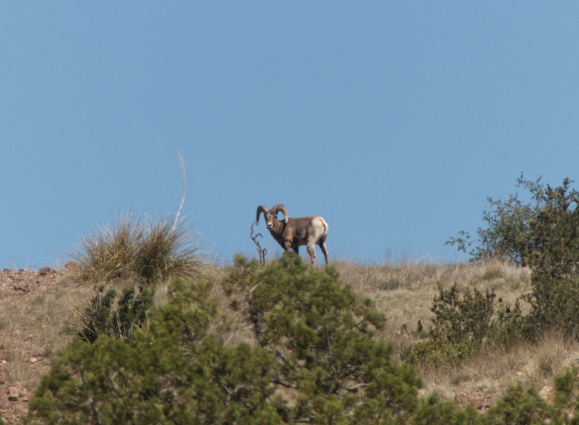 bighorn sheep