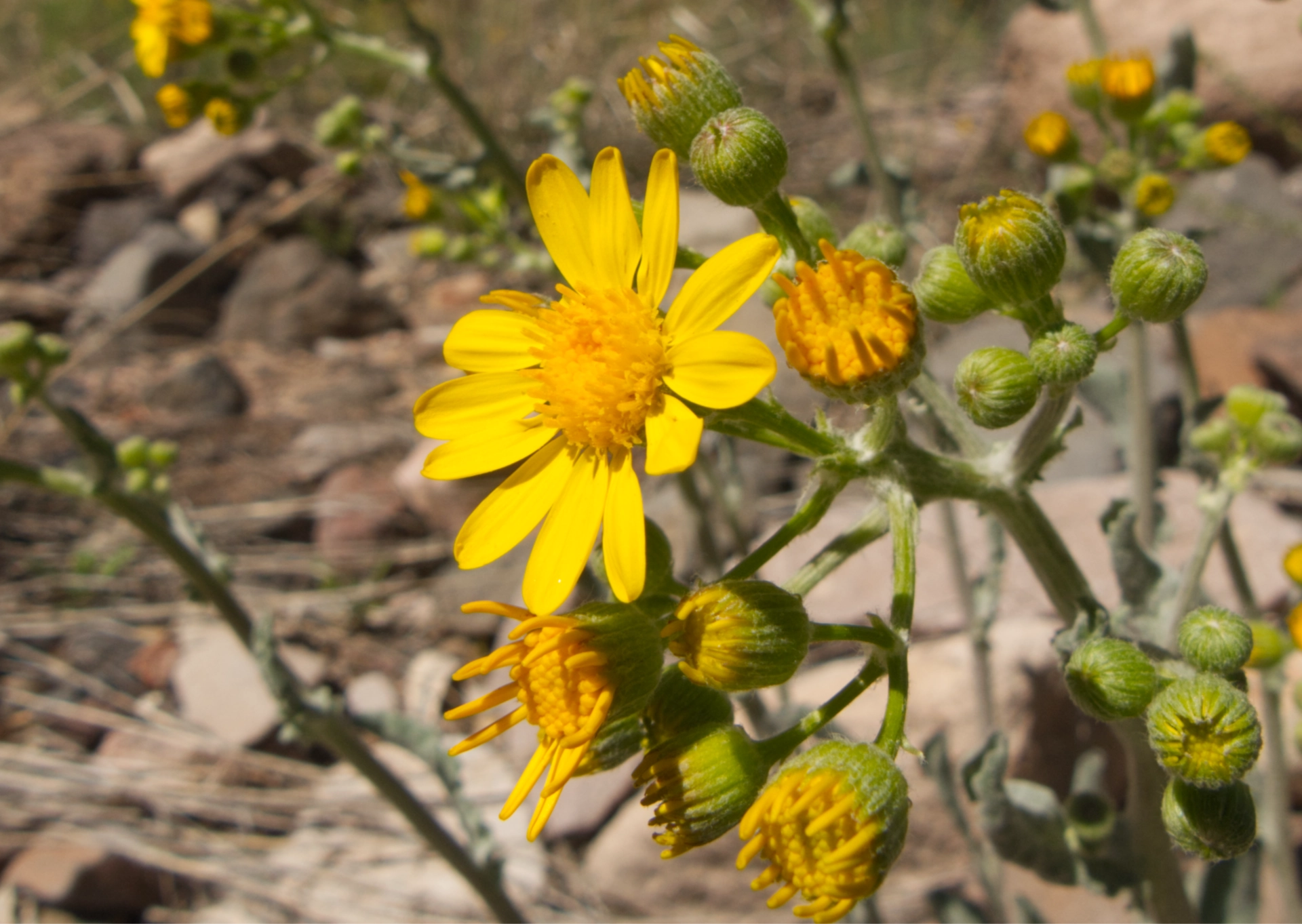 yellow wildflower, groundsel or ragwort