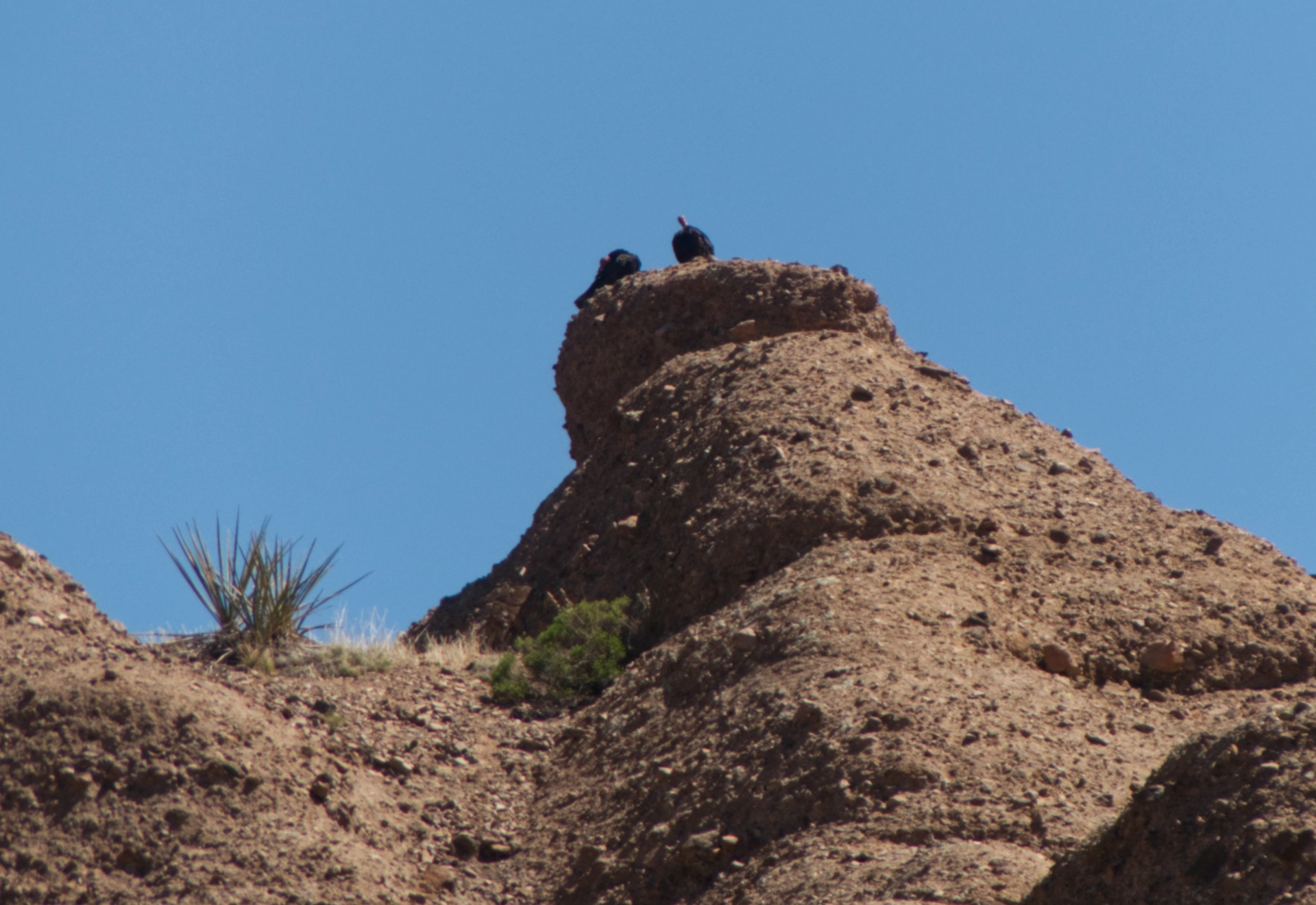 pair of turkey vultures