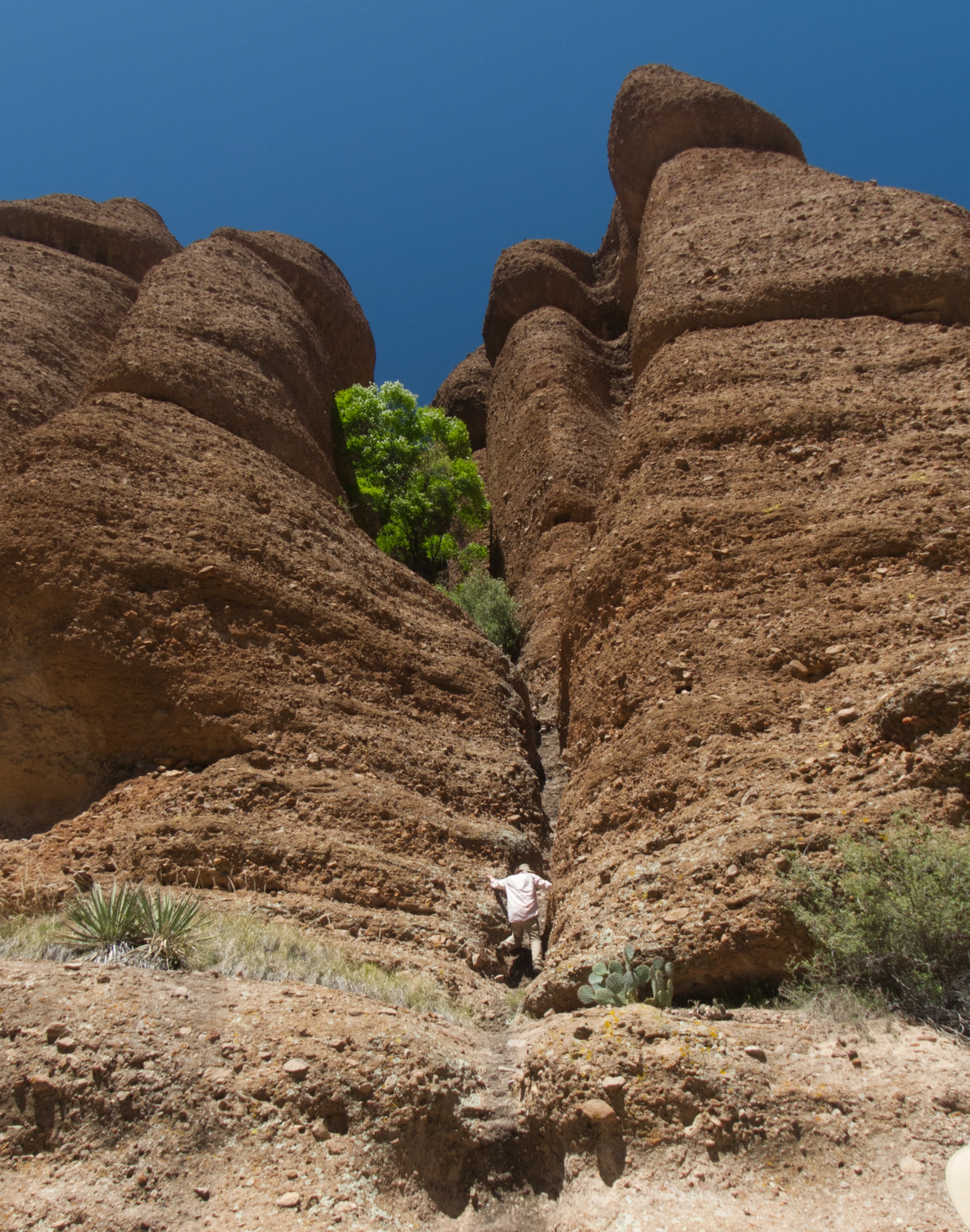 Dennis climbing up a cliff to see a very green tree