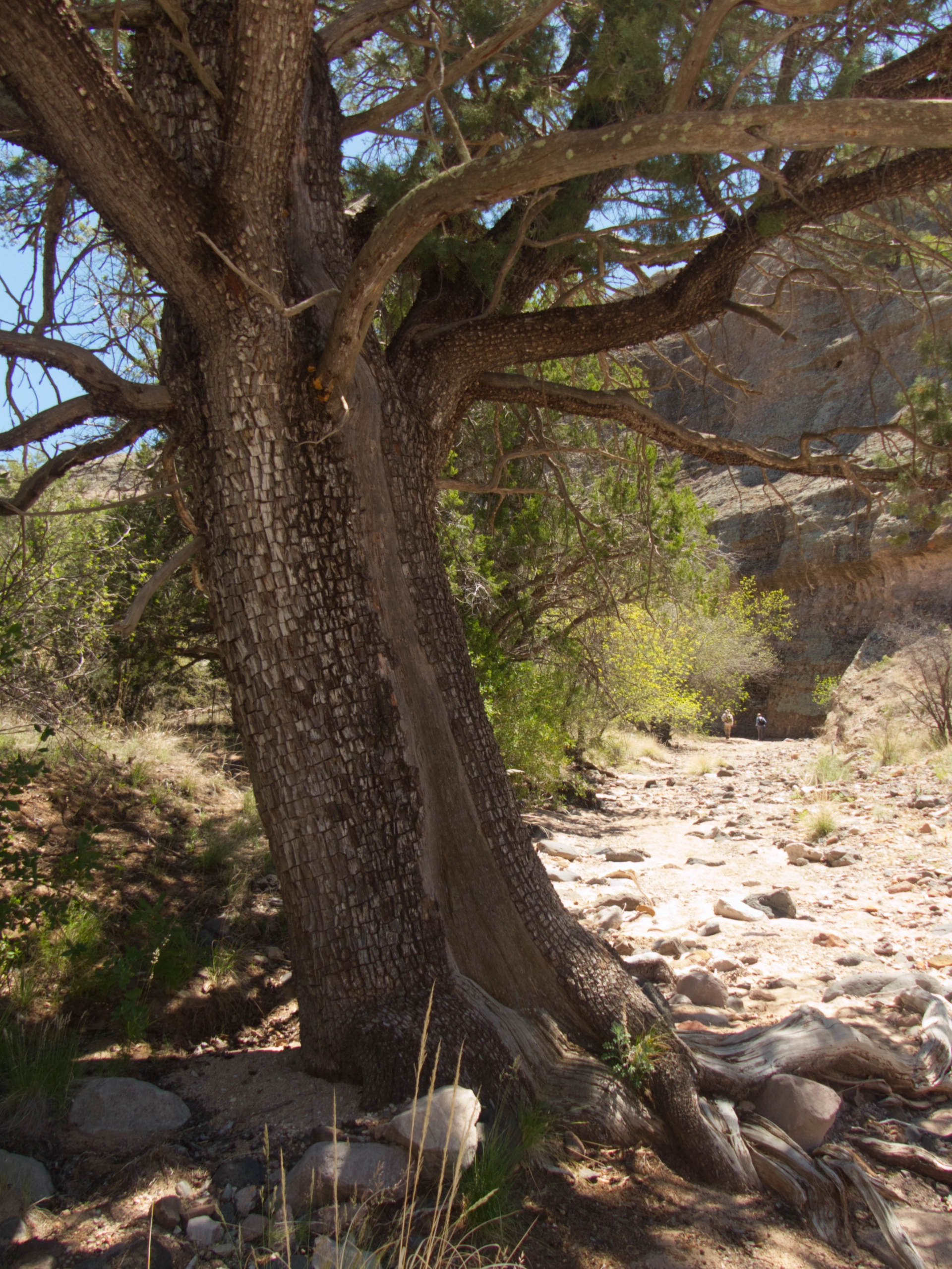 ancient juniper tree in a sunny canyon