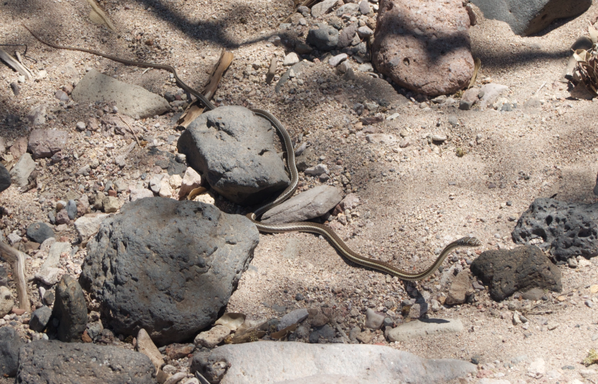 stiped whipsnake, coiled