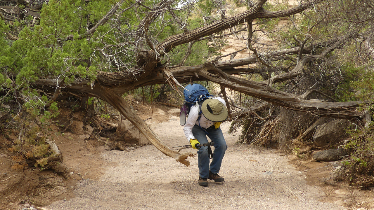 limboing under a low-hanging branch