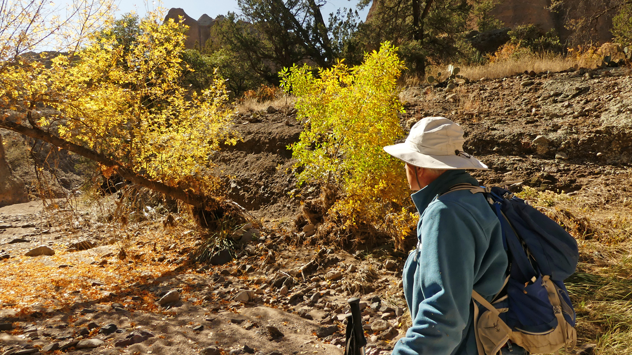 golden fall leaves in the canyon