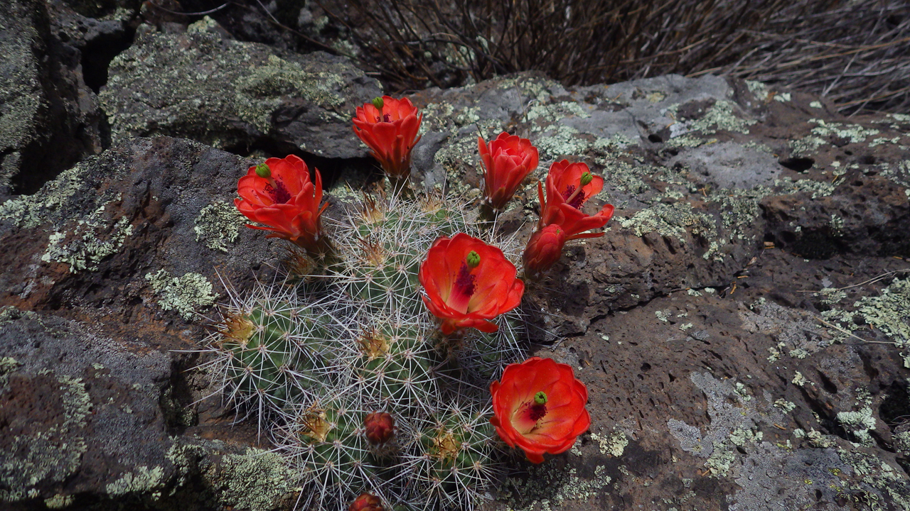 Claret Cup Cactus