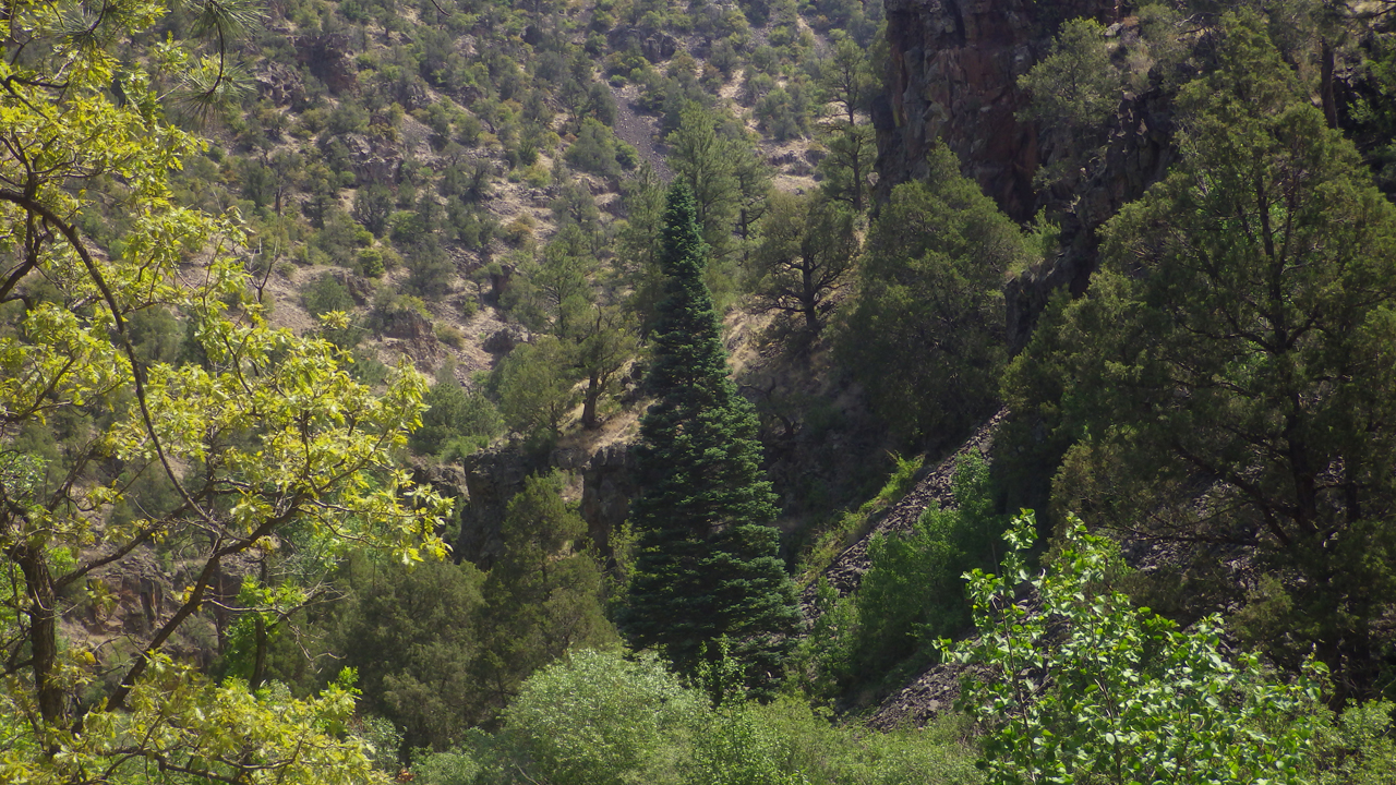 Engelmann spruce