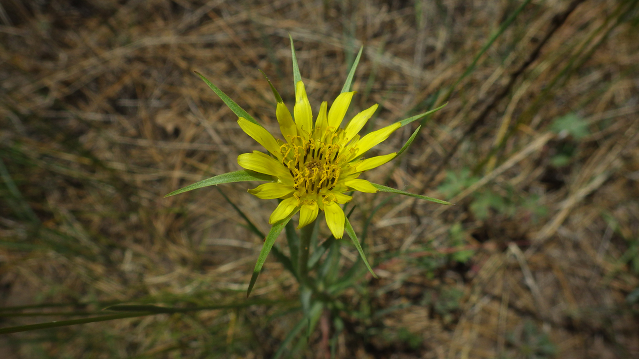 salsify