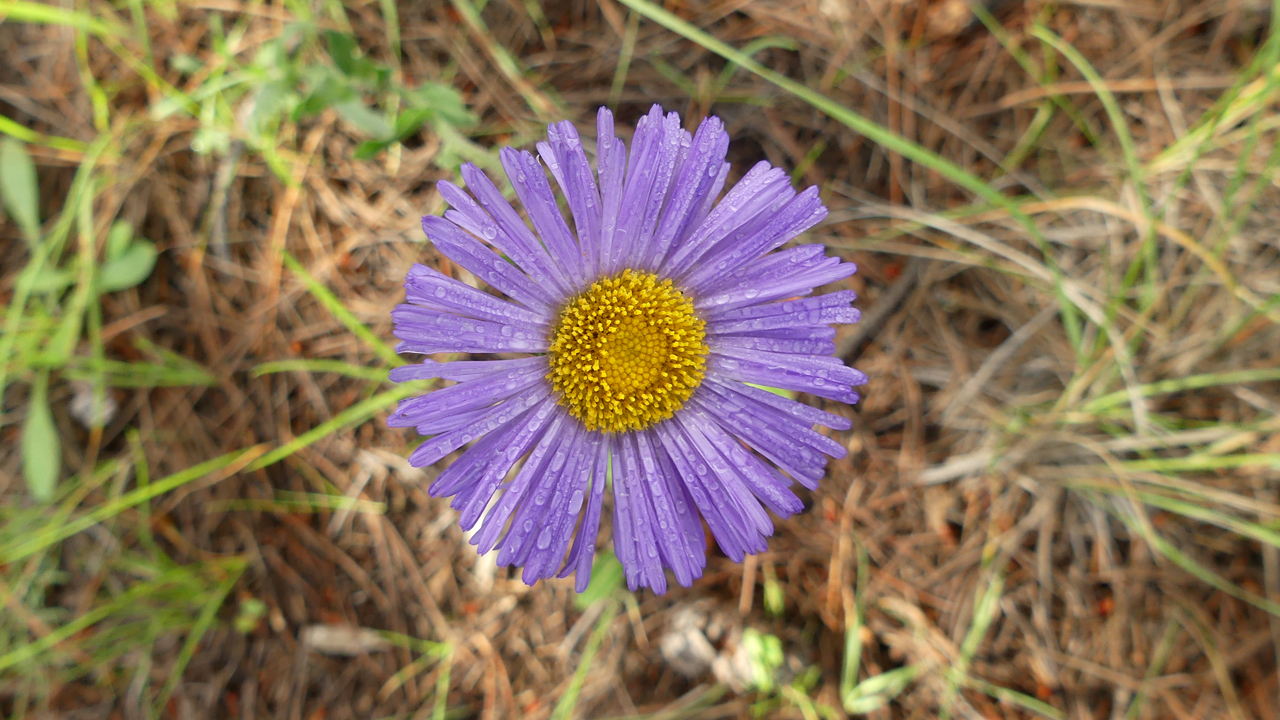 Purple Aster