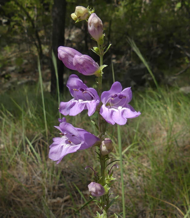 Upright Blue Beardtongue