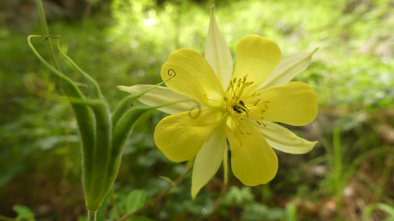 Columbine