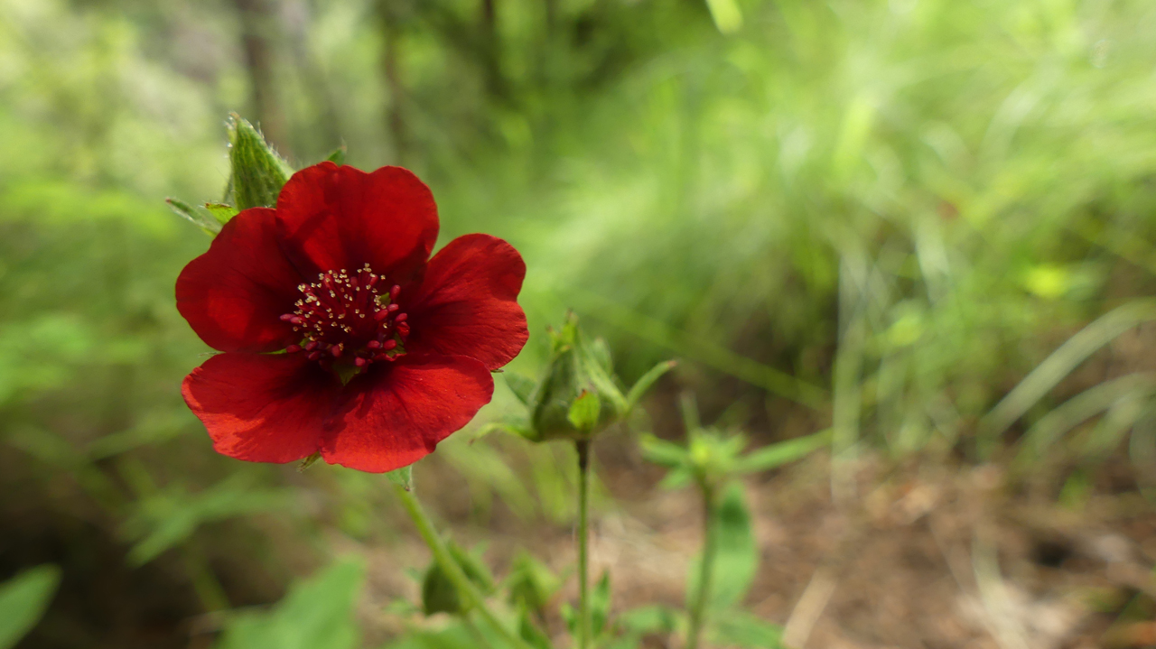 Scarlet Cinquefoil