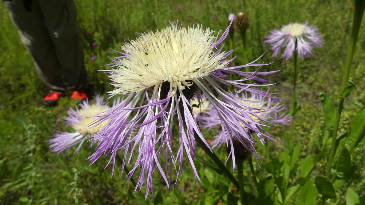 basket flower