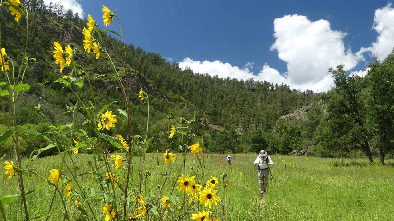 meadow full of wildflowers