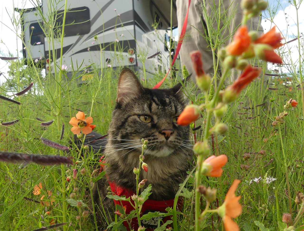 Elio in the flowers