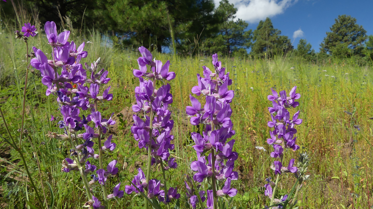 Stemless Point-Vetch