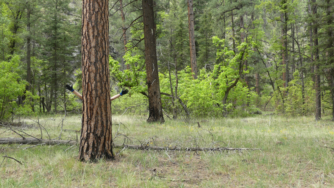 Dennis waving hanks behind a tree