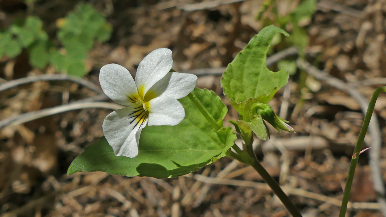 Canadian violet