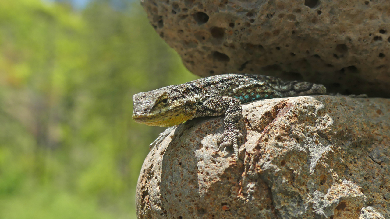 lizard sunning