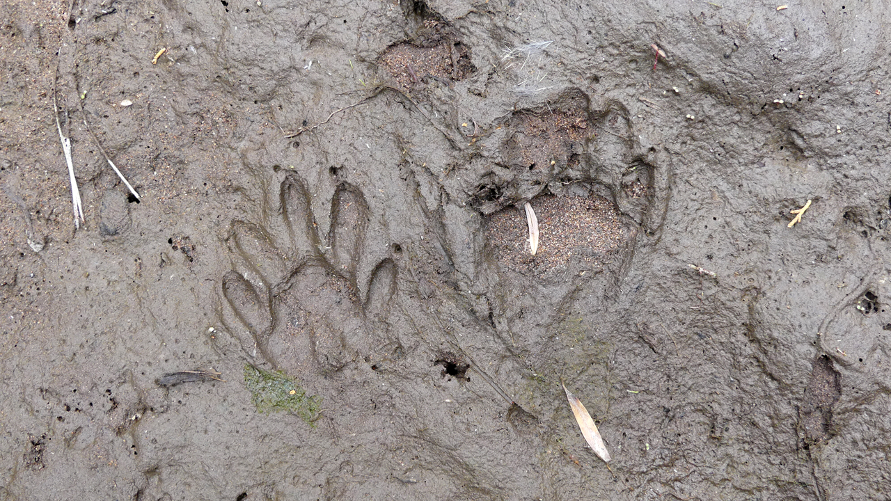 tracks in the mud