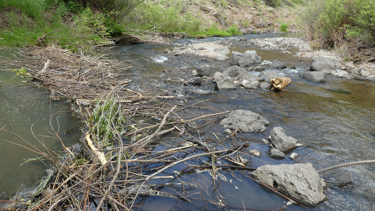 beaver dam