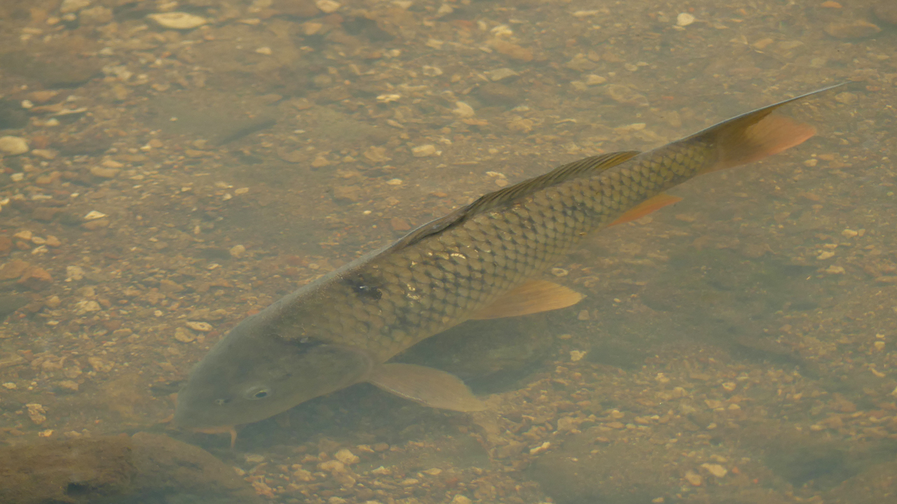 large carp