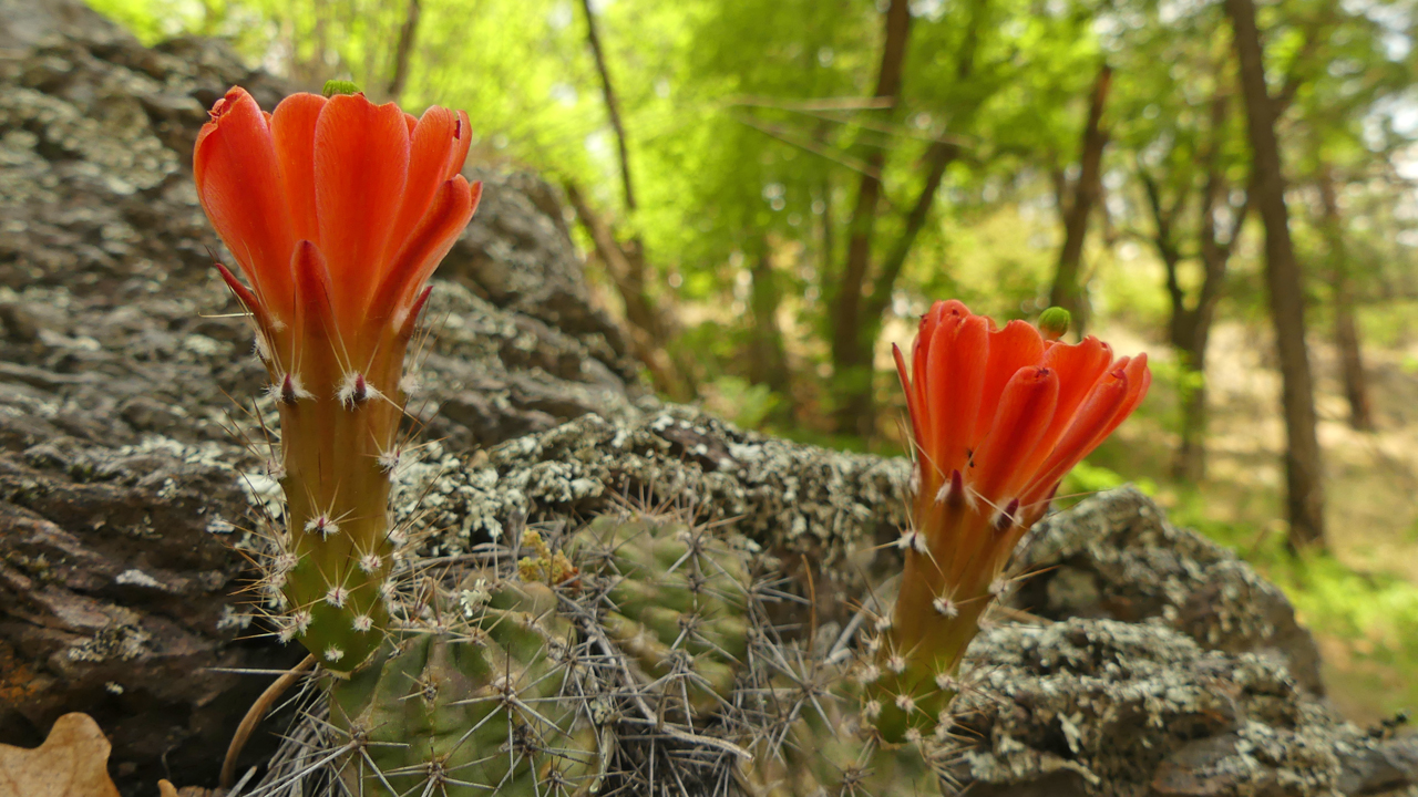 claret cup cactus