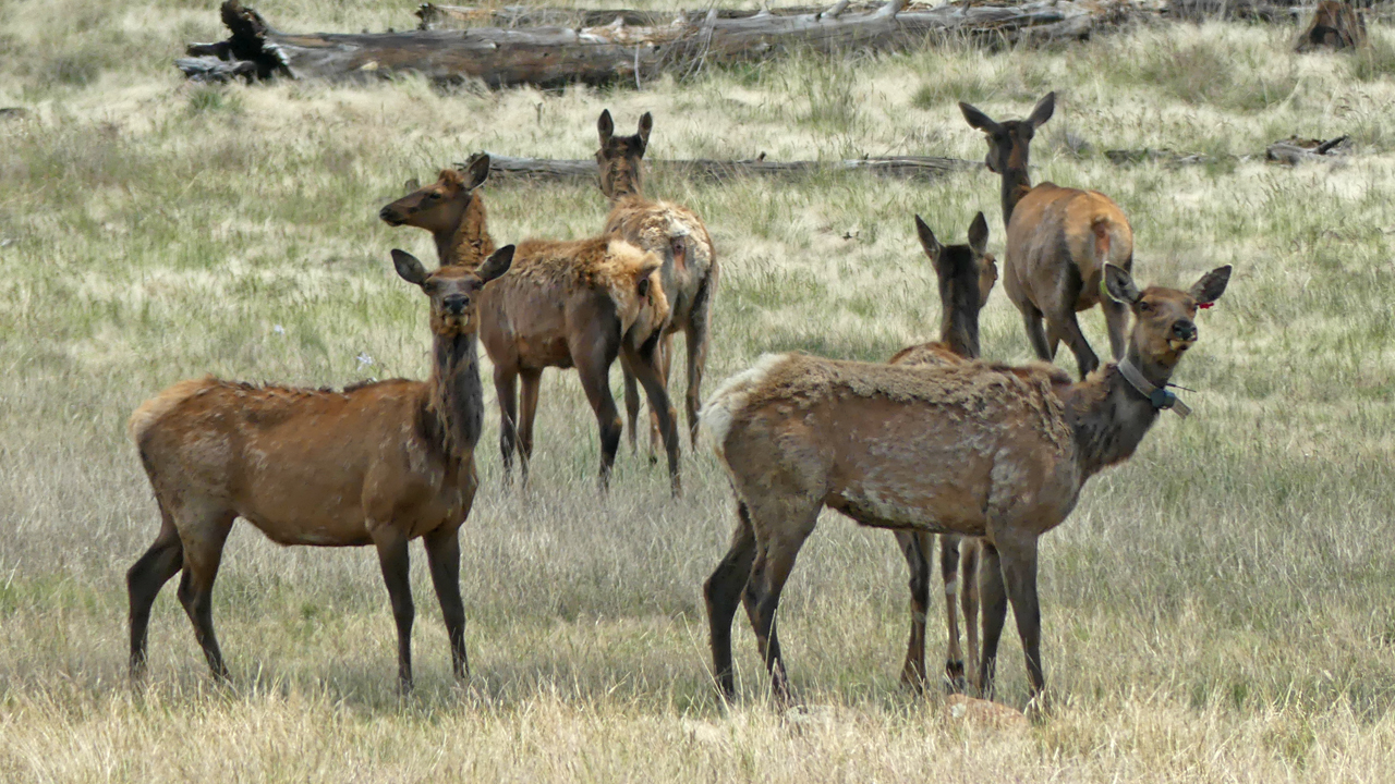 herd of elk