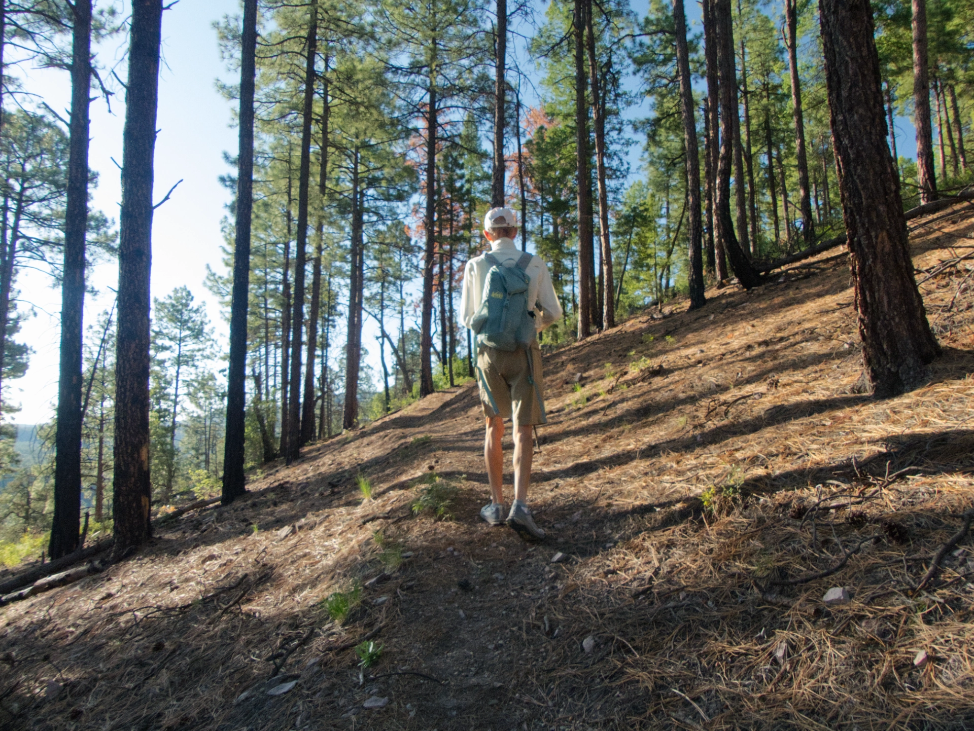 hiker on well-forested trail
