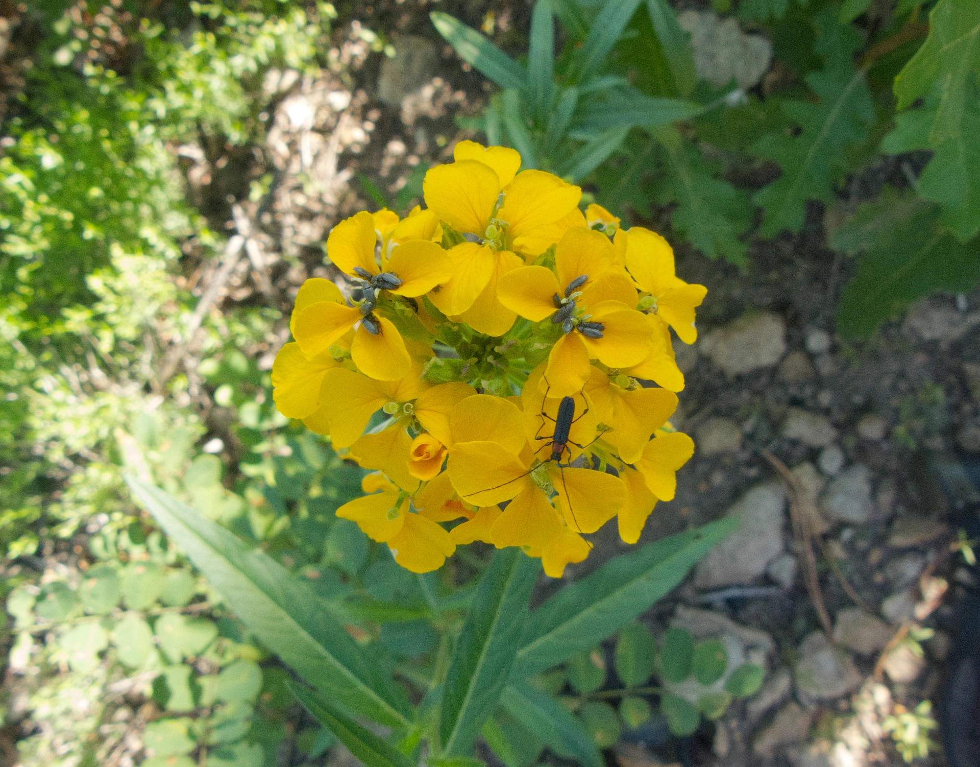 western wallflower