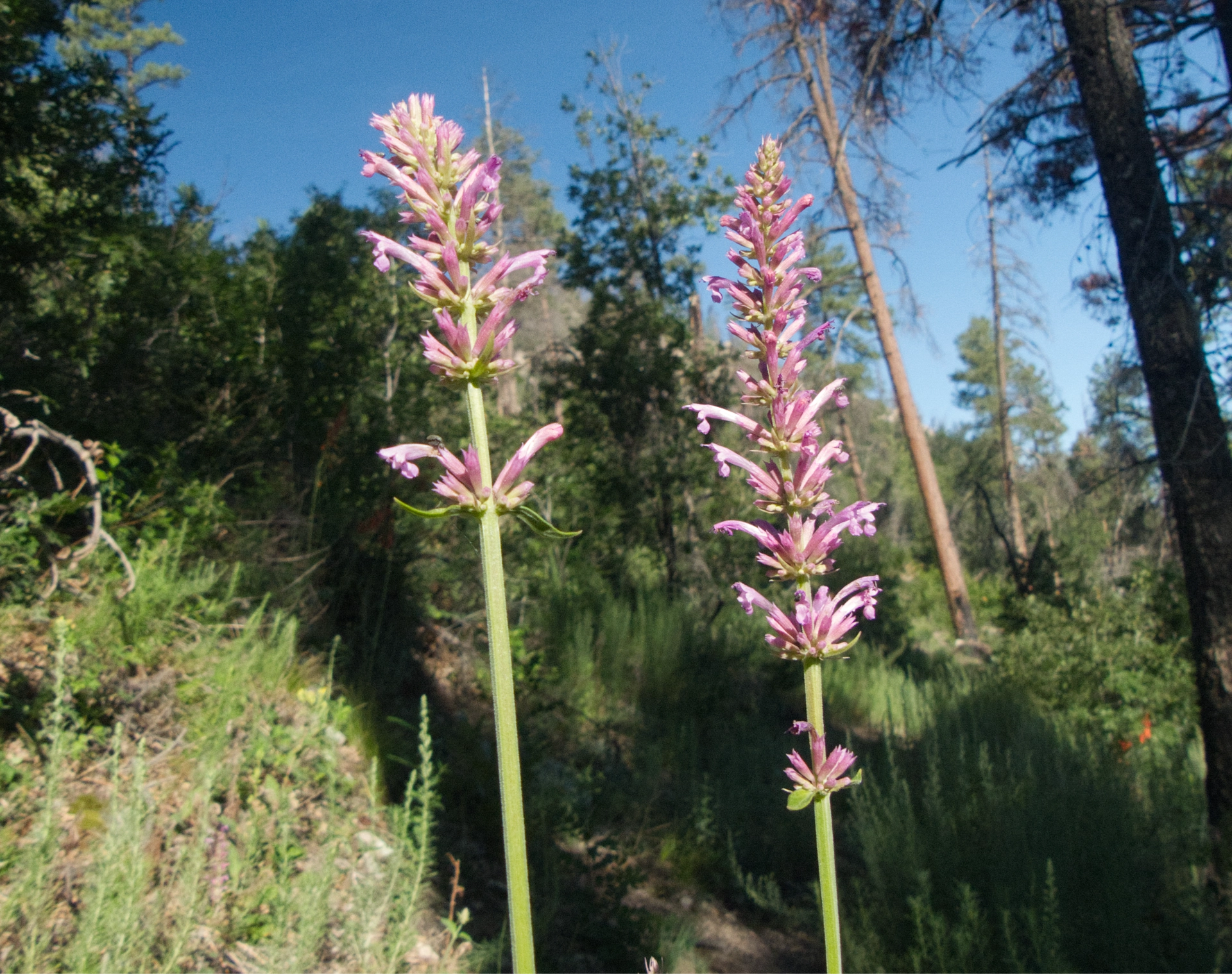 hyssop