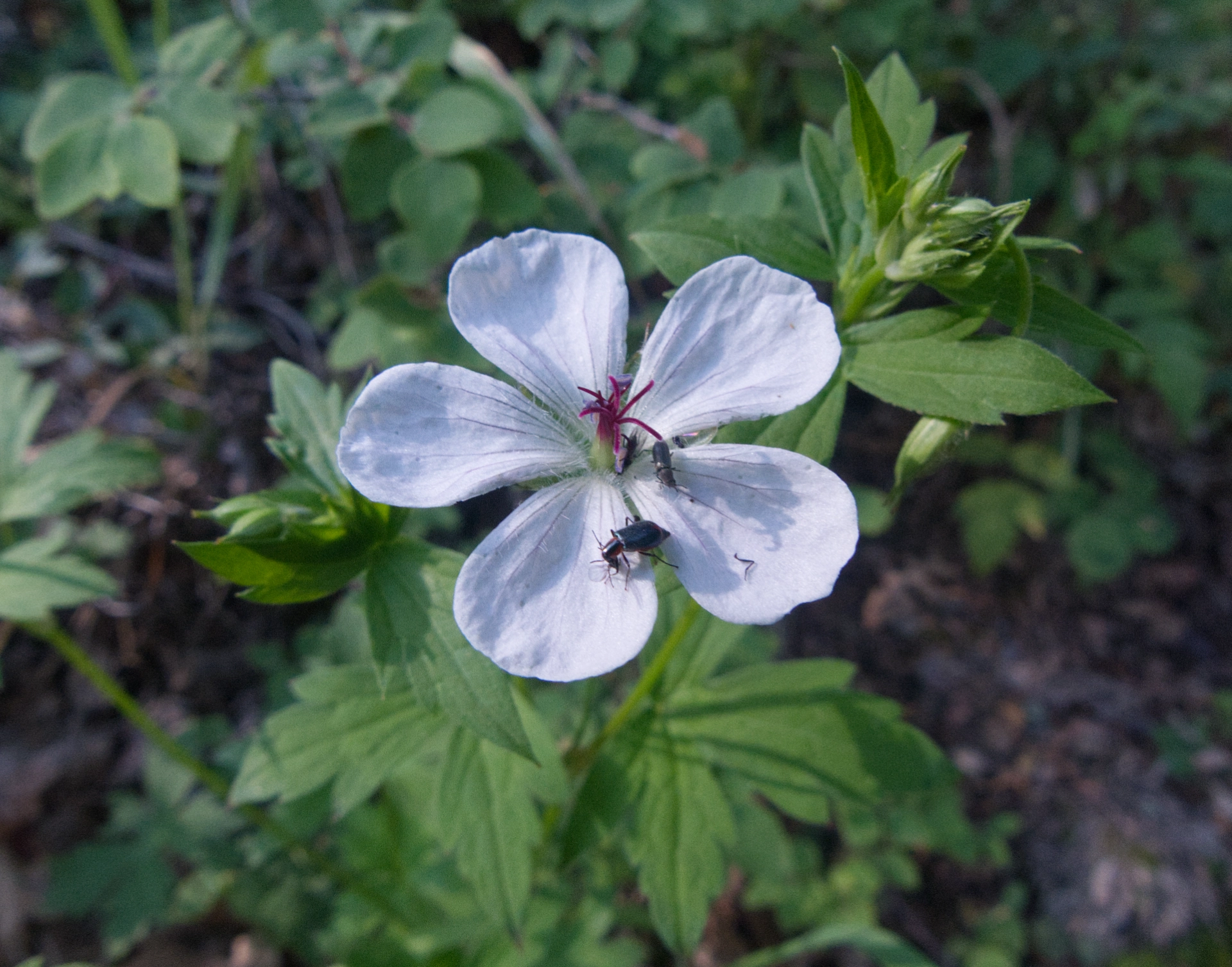 Richardson's geranium