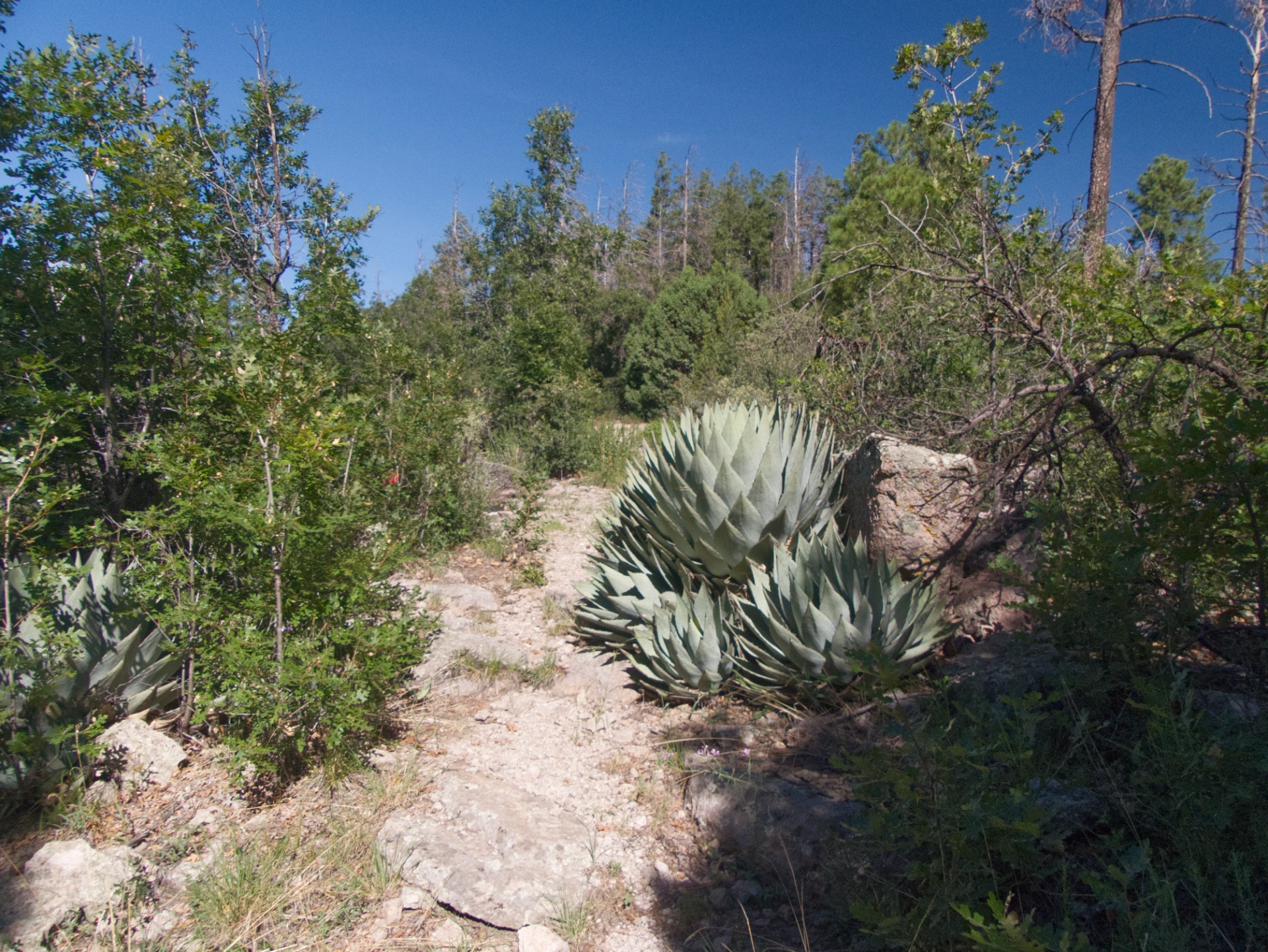 agave village