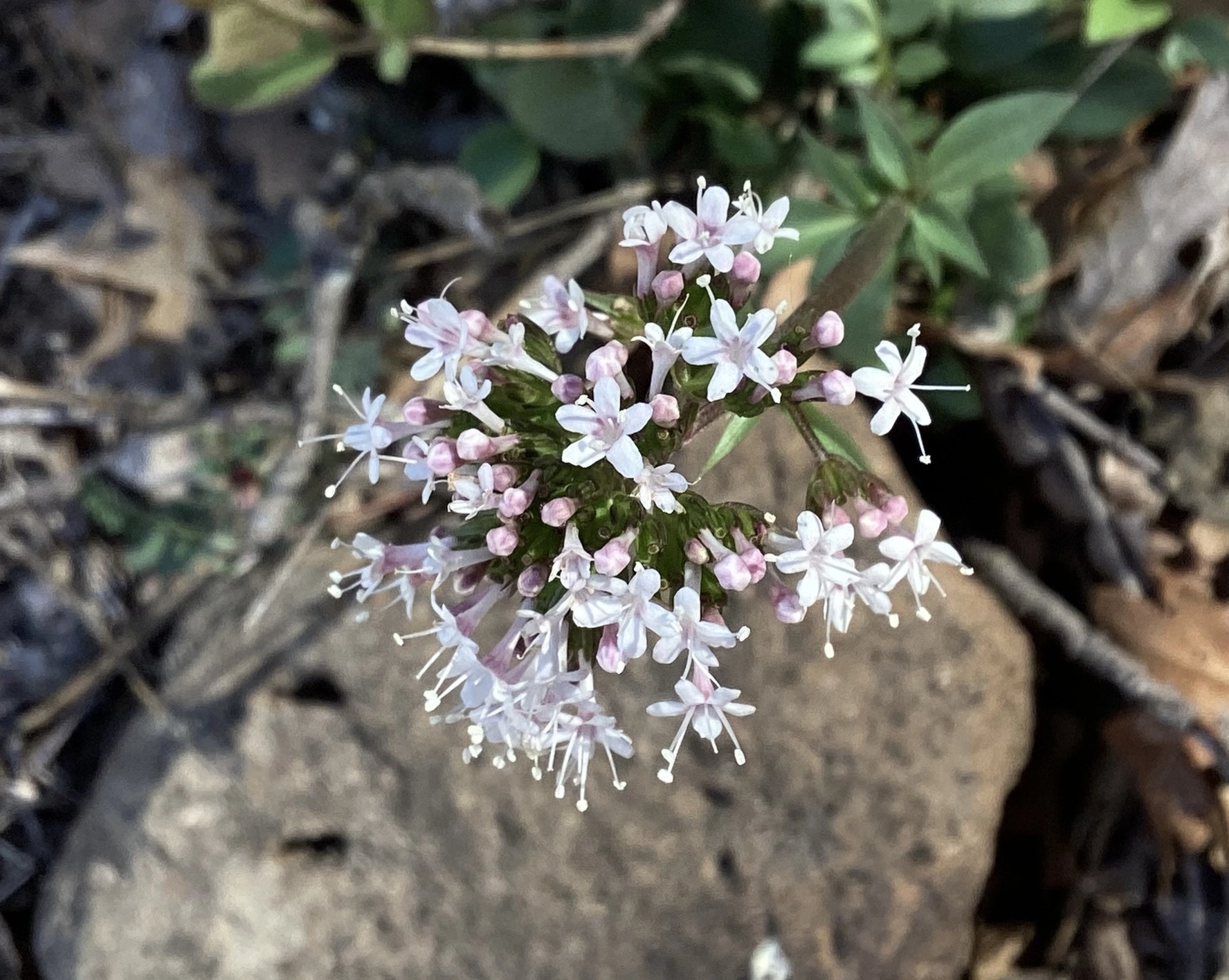Arizona Valerian