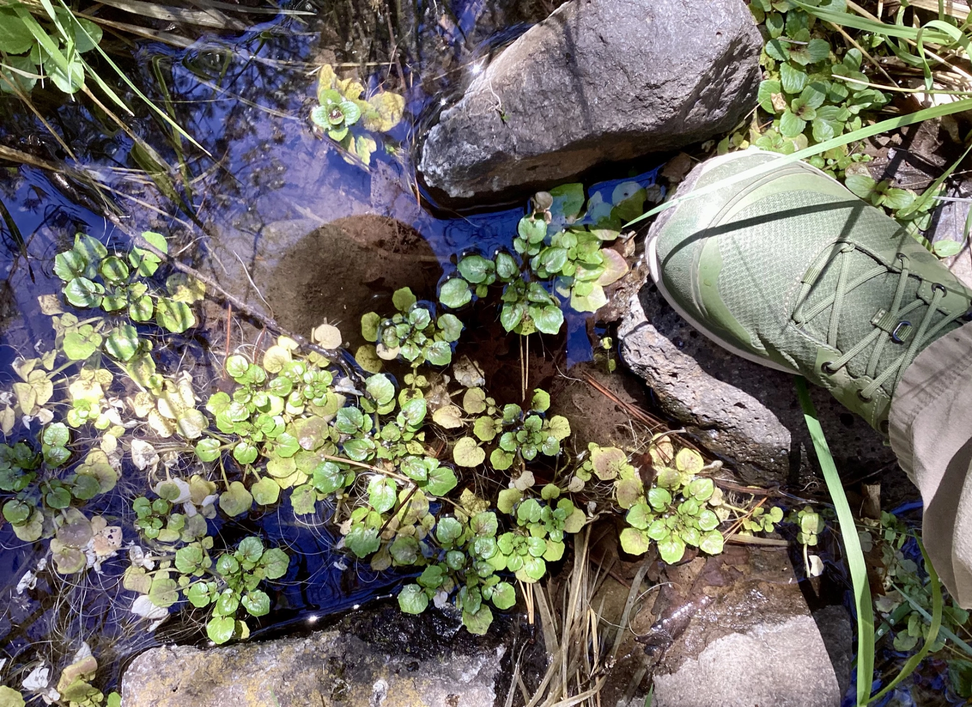 watercress in Little Cherry Creek