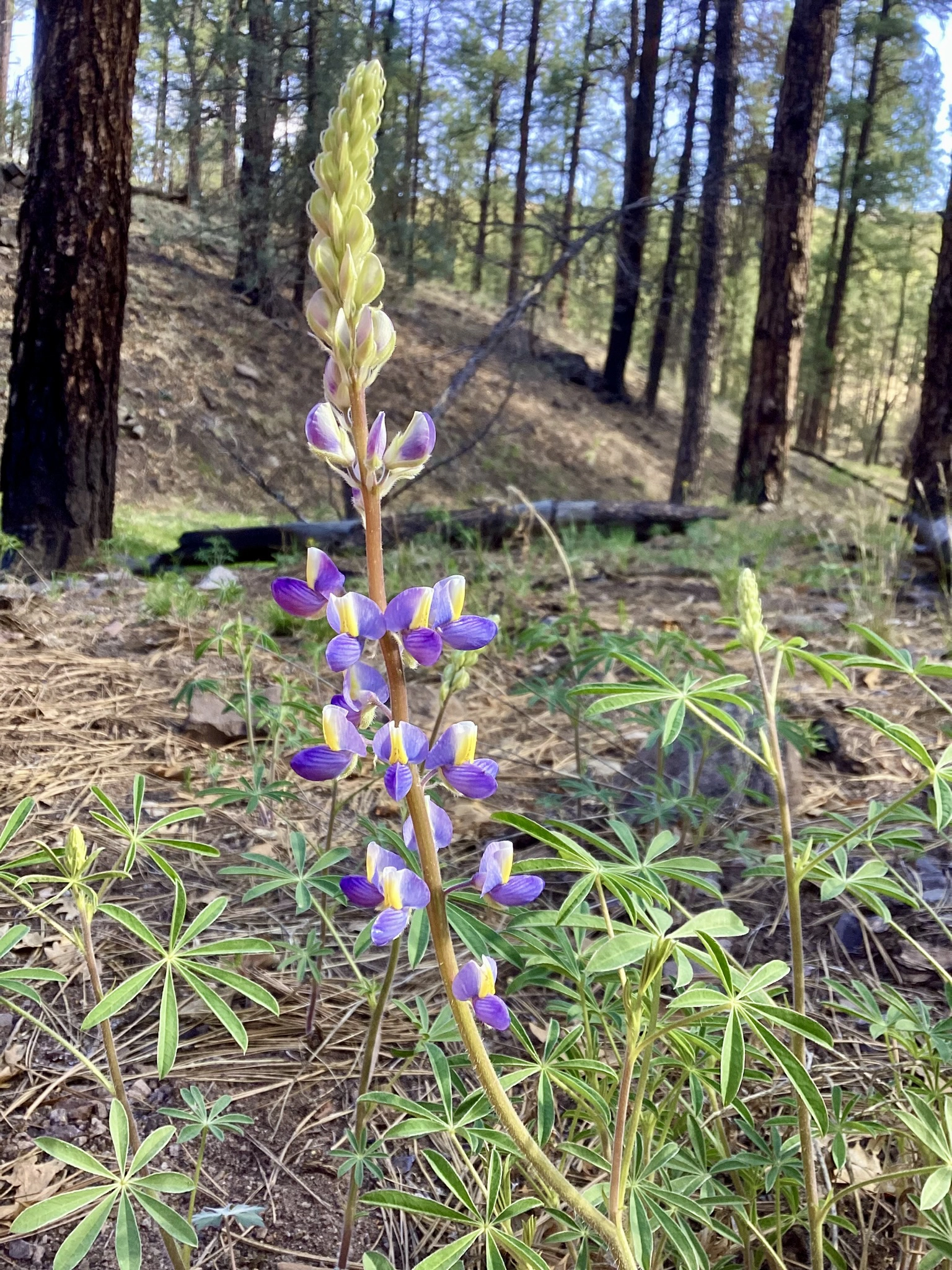 New Mexico Lupine